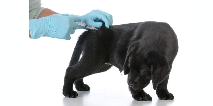 Vaccinating young puppy