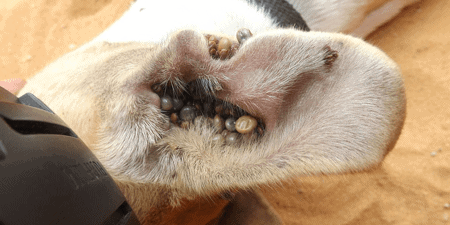 Dog's ear, full of engorged ticks