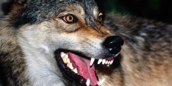 Wolf teeth and dog teeth cleaning can be accomplished in the same way. Chewing on raw bones.