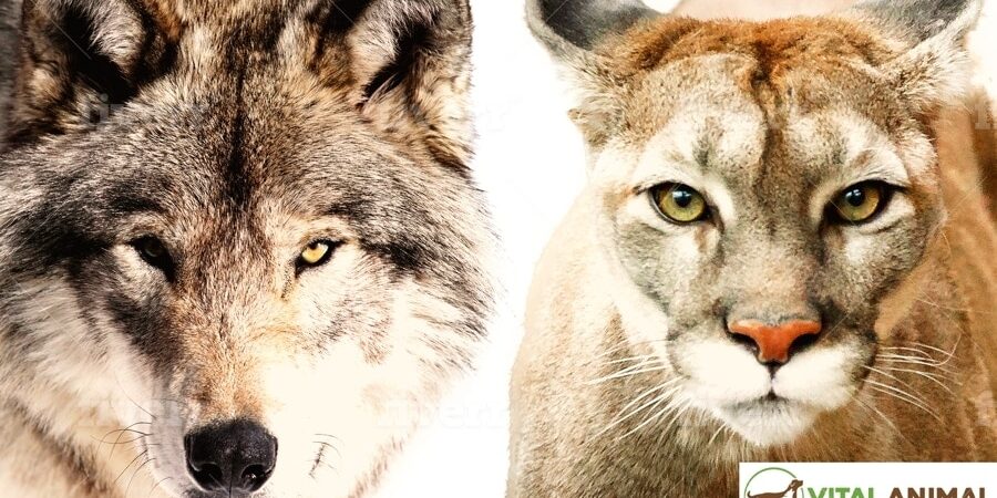 Wolf and puma = Vital Animals