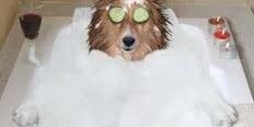 Dog in tub of at spa