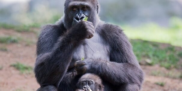 gorilla child smaller for blog