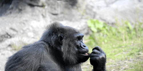 gorilla thinking 500