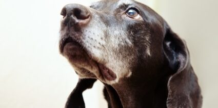 Senior dog or cat friends need a bit more immune support and need to avoid vaccines and poisons.