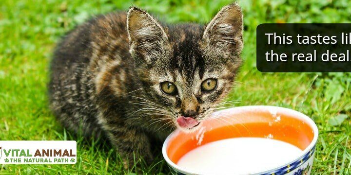 kitten-milk-branded