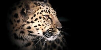 Leopard hunting in dark
