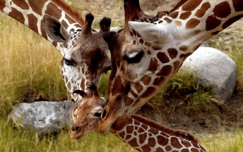 Giraffes nurturing their youngster